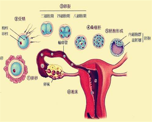 深圳三代试管助孕：优选医院预约攻略，细数辅助生殖服务与流程亮点