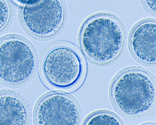 深圳试管助孕优选：华大基因医院，专业辅助生殖与多样化代生服务解析